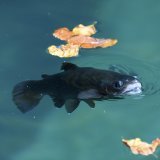 La sénatrice neuchâteloise Céline Vara a alerté sur la baisse du nombre de poissons en Suisse. KEYSTONE/ANTHONY ANEX